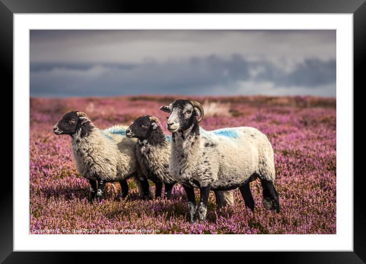 Sheep in T,heather Framed Mounted Print by kevin cook
