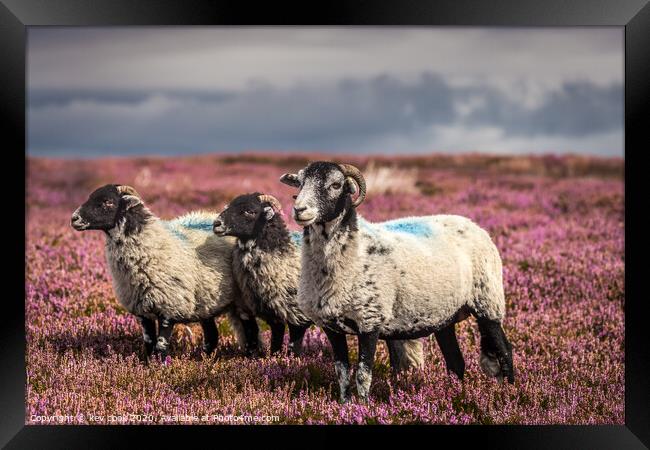 Sheep in T,heather Framed Print by kevin cook