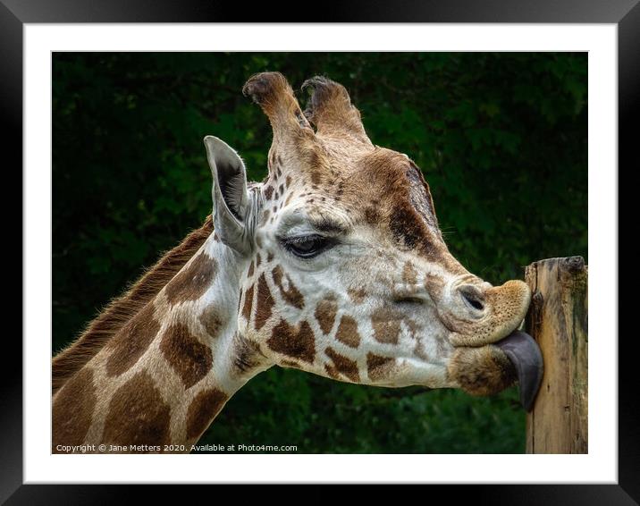 Licking a Post Framed Mounted Print by Jane Metters