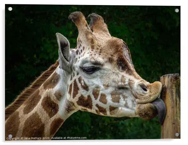 Licking a Post Acrylic by Jane Metters