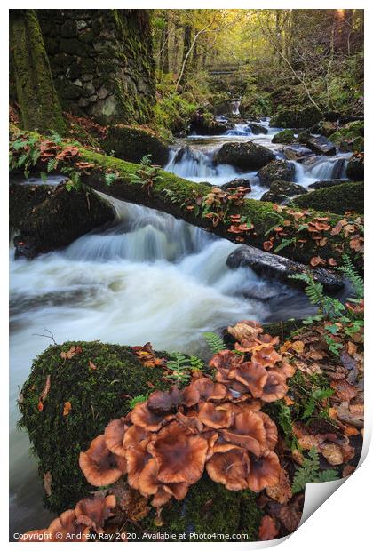 Fungi ay Kennall Vale Print by Andrew Ray