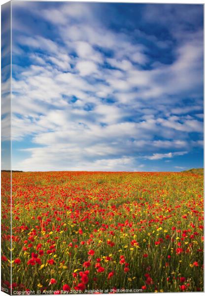 Poppy Fields (West Pentire) Canvas Print by Andrew Ray