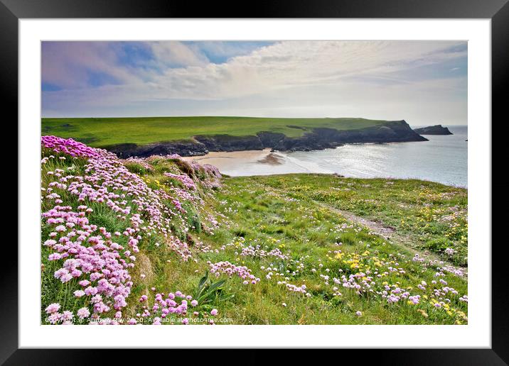Thrift at Crantock Framed Mounted Print by Andrew Ray