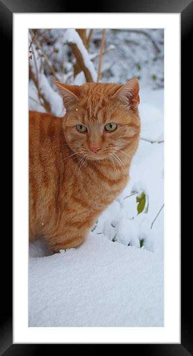 Whiskey in the snow Framed Mounted Print by Amy Knight