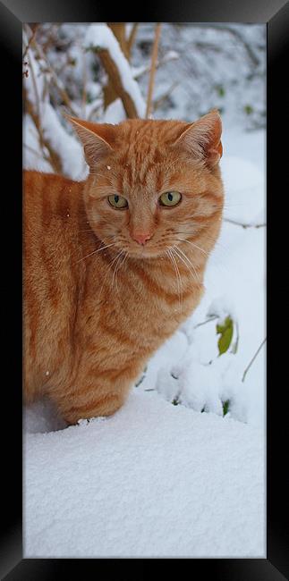 Whiskey in the snow Framed Print by Amy Knight