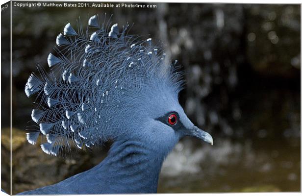 Victoria Crowned Pigeon Canvas Print by Matthew Bates