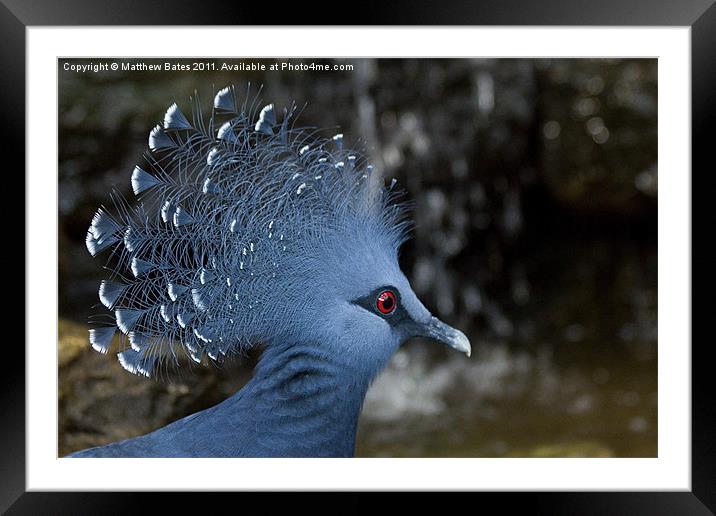 Victoria Crowned Pigeon Framed Mounted Print by Matthew Bates