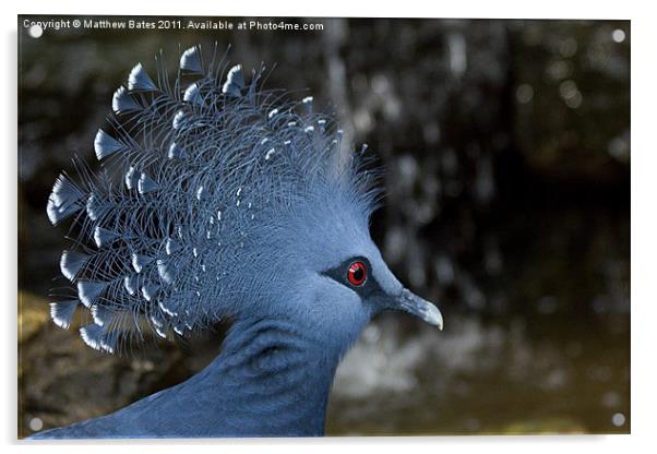 Victoria Crowned Pigeon Acrylic by Matthew Bates