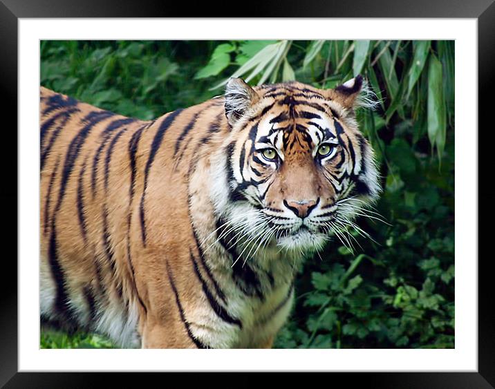 Tiger Framed Mounted Print by Ian Jeffrey
