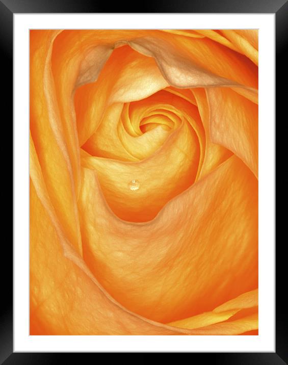 Tearful Rose Framed Mounted Print by Mike Gorton