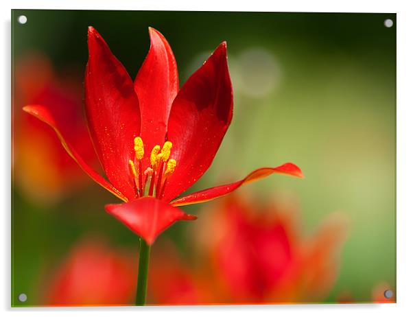 Red Flower Acrylic by Keith Thorburn EFIAP/b