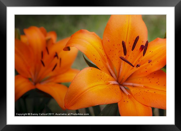 Orange Lily Framed Mounted Print by Danny Callcut