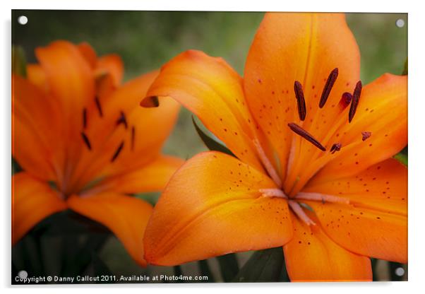 Orange Lily Acrylic by Danny Callcut