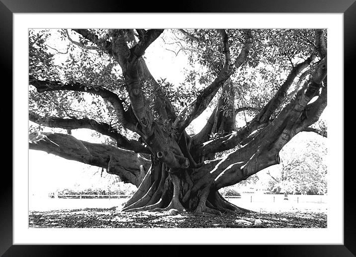 Ficus Tree Framed Mounted Print by Steve Brand