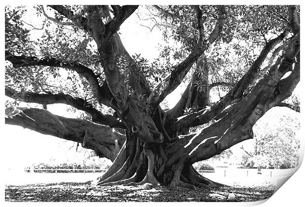 Ficus Tree Print by Steve Brand