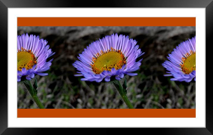 all in a row (orange) Framed Mounted Print by Heather Newton