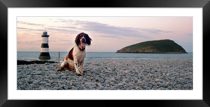 Scooby at Penmon Lighthouse Framed Mounted Print by Simone Williams