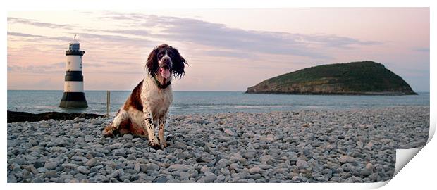 Scooby at Penmon Lighthouse Print by Simone Williams