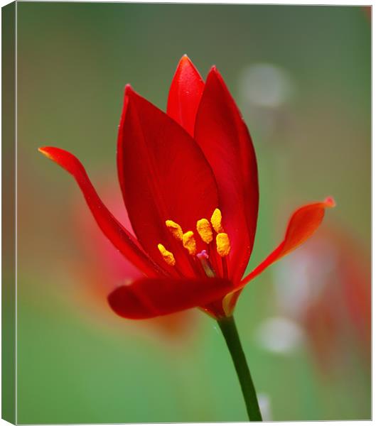 Red Flower Canvas Print by Keith Thorburn EFIAP/b