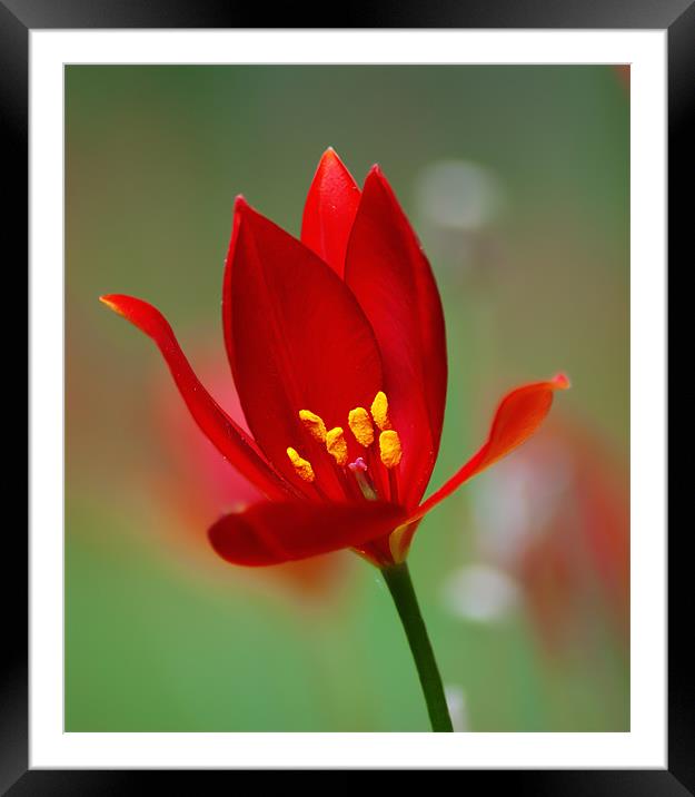 Red Flower Framed Mounted Print by Keith Thorburn EFIAP/b