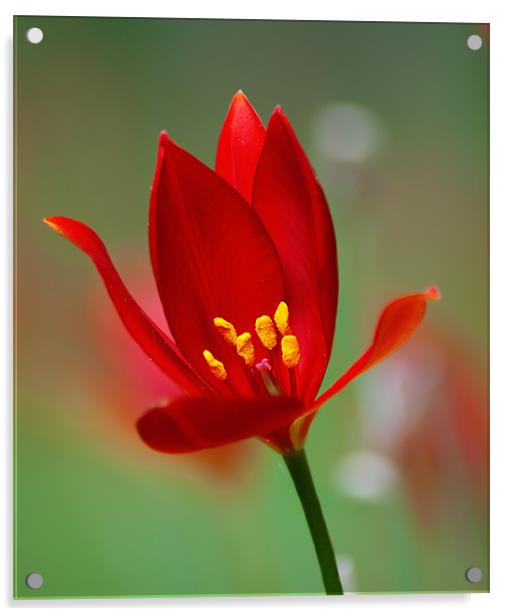 Red Flower Acrylic by Keith Thorburn EFIAP/b