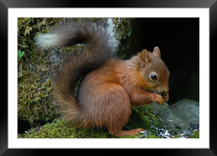 Red Squirrel Framed Mounted Print by Lynn Bolt