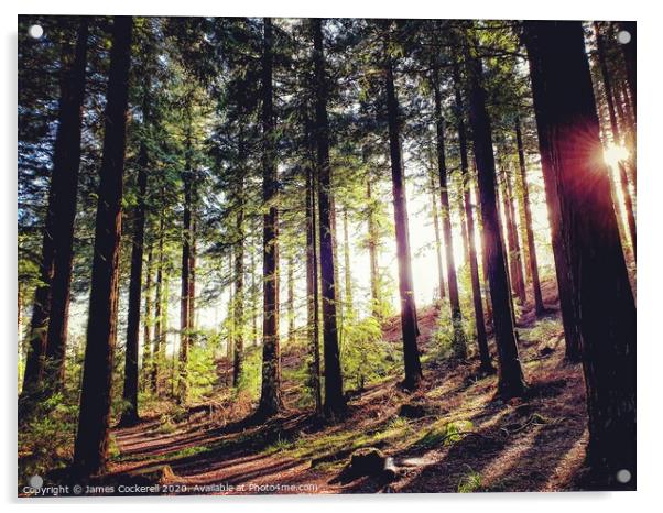 Sun through the trees. Acrylic by James Cockerell