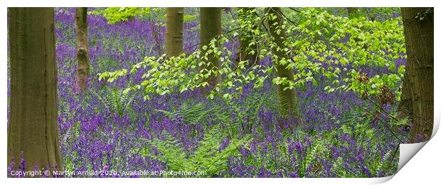 Spring Bluebells in a Woodland Print by Martyn Arnold