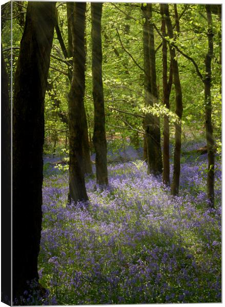 Bluebell Woods Canvas Print by Richard Downs
