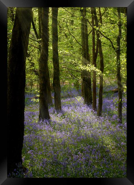 Bluebell Woods Framed Print by Richard Downs