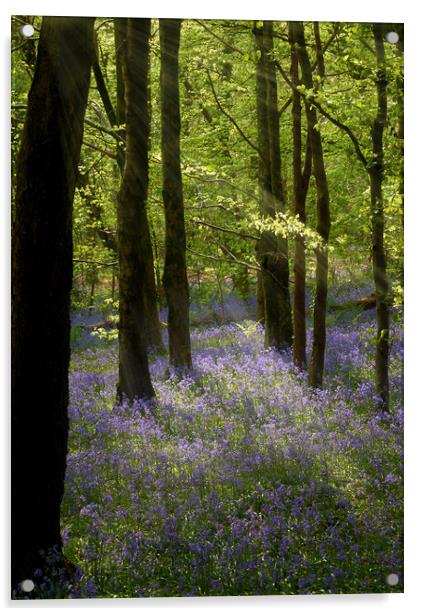 Bluebell Woods Acrylic by Richard Downs