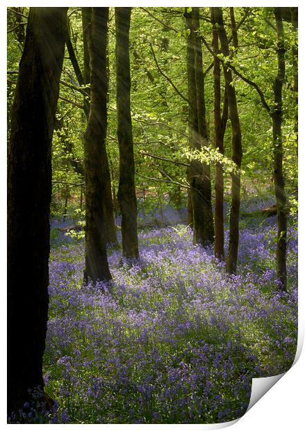 Bluebell Woods Print by Richard Downs