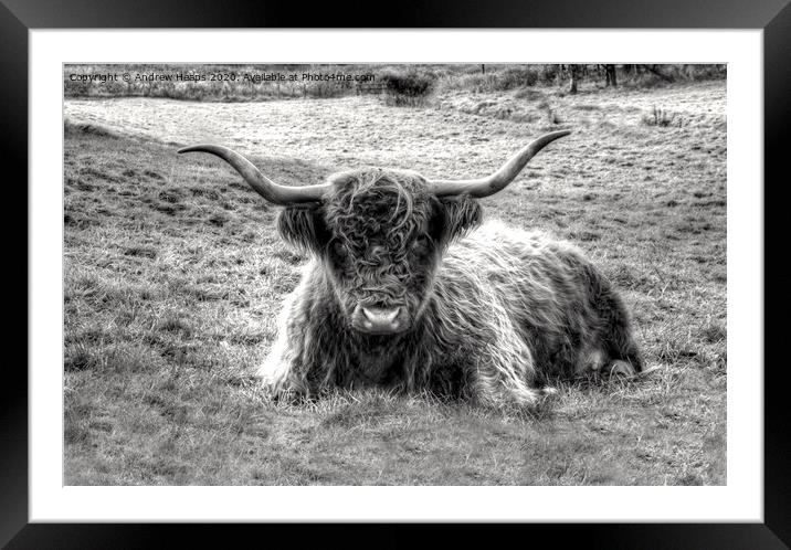 Highland Cow Grazing in Monochrome Framed Mounted Print by Andrew Heaps