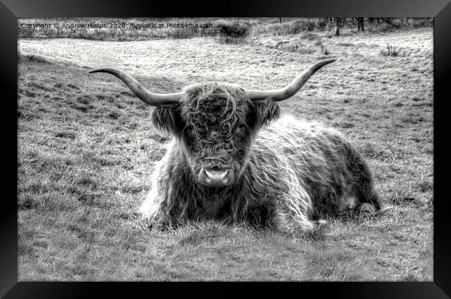 Highland Cow Grazing in Monochrome Framed Print by Andrew Heaps