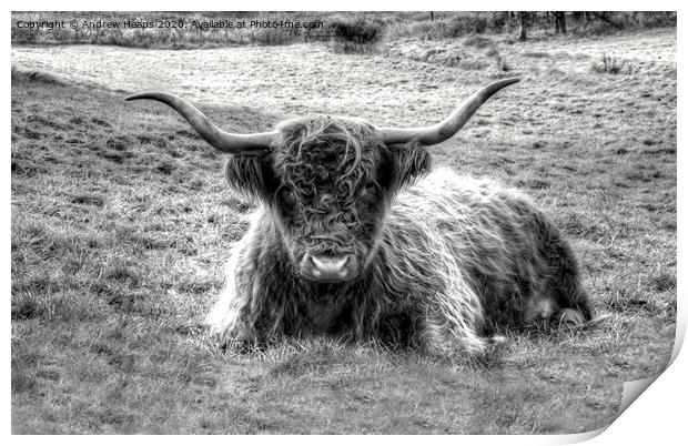 Highland Cow Grazing in Monochrome Print by Andrew Heaps