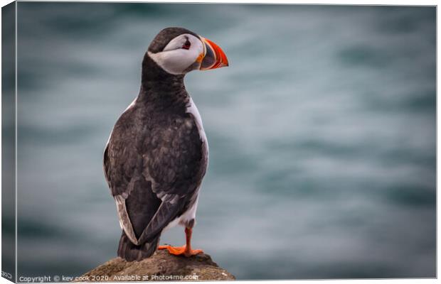 Puffin Canvas Print by kevin cook