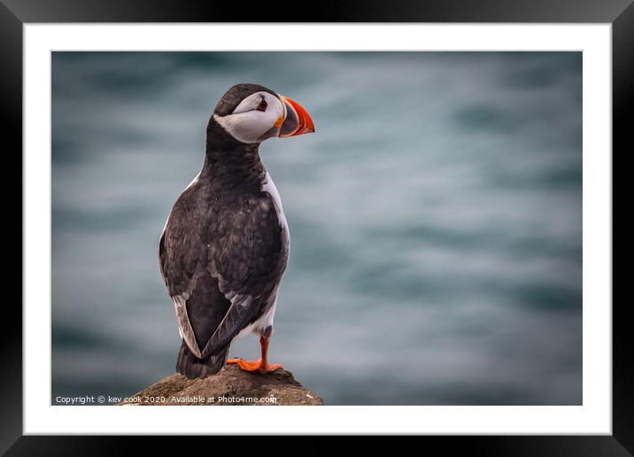 Puffin Framed Mounted Print by kevin cook