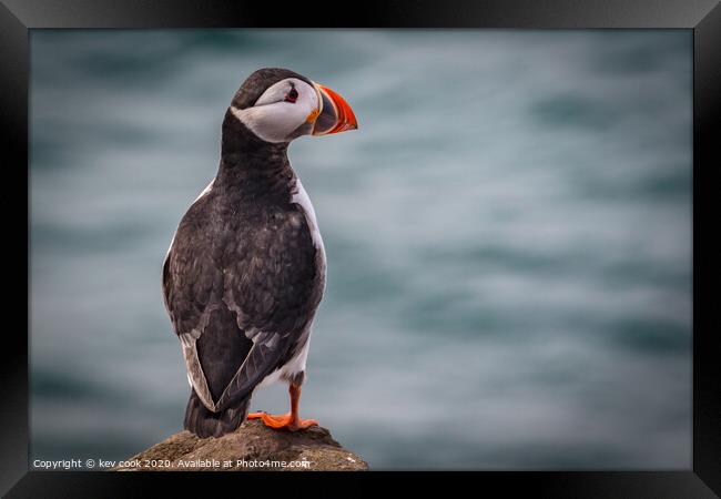 Puffin Framed Print by kevin cook