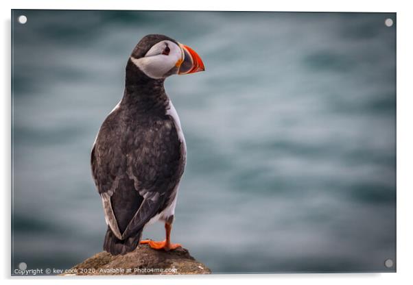 Puffin Acrylic by kevin cook