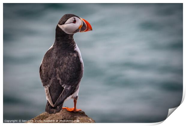 Puffin Print by kevin cook