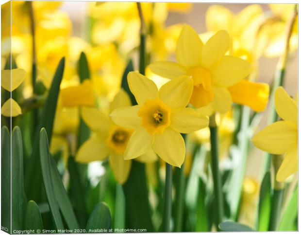 Vibrant Daffodils Dancing in the Spring Meadow Canvas Print by Simon Marlow