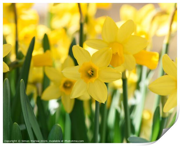 Vibrant Daffodils Dancing in the Spring Meadow Print by Simon Marlow