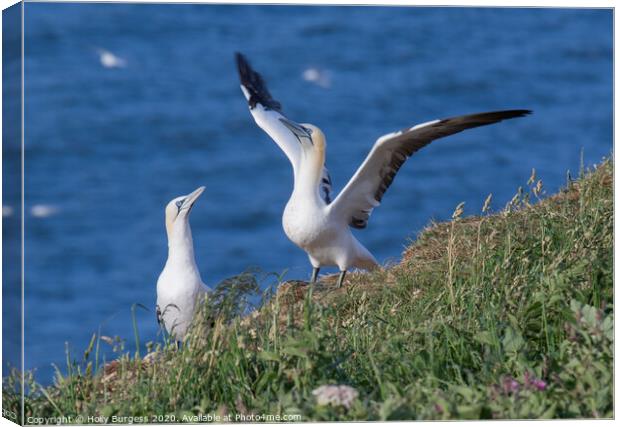 Gannets  Canvas Print by Holly Burgess