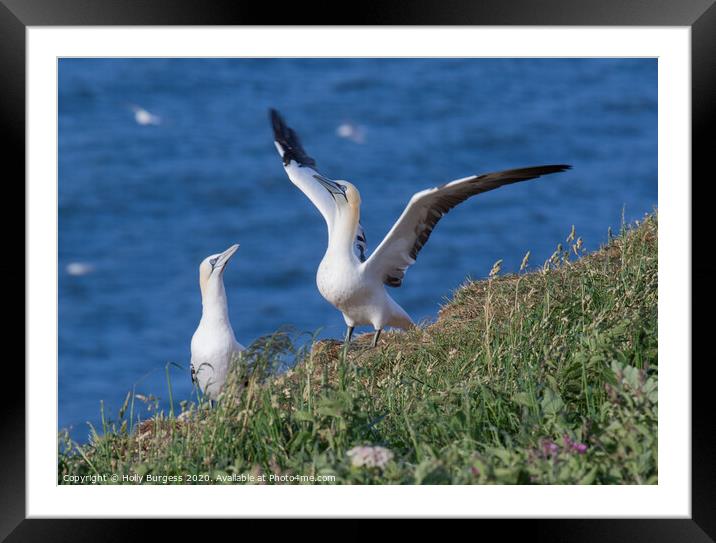 Gannets  Framed Mounted Print by Holly Burgess