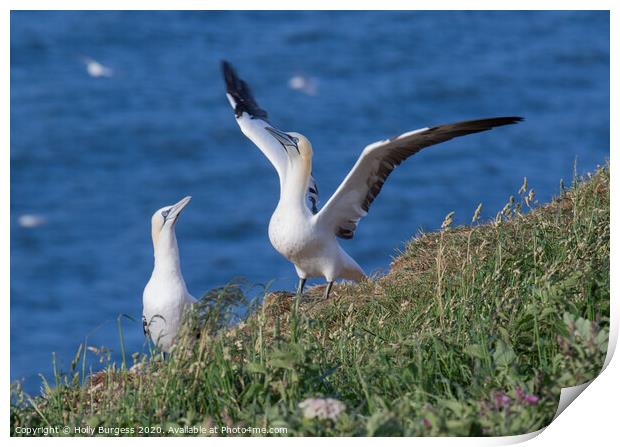 Gannets  Print by Holly Burgess