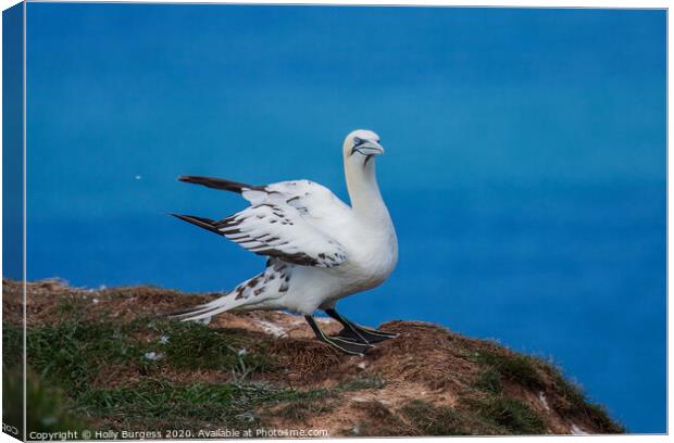 "Northern Gannet: A Portrait of Grace" Canvas Print by Holly Burgess