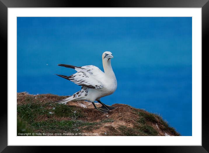 "Northern Gannet: A Portrait of Grace" Framed Mounted Print by Holly Burgess
