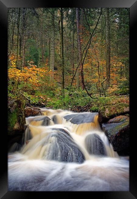 Wyming Brook in Autumn    Framed Print by Darren Galpin