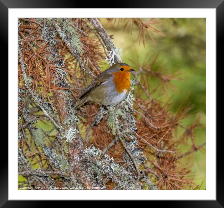 A small Robin sitting on a branch Framed Mounted Print by Mark Ambrose