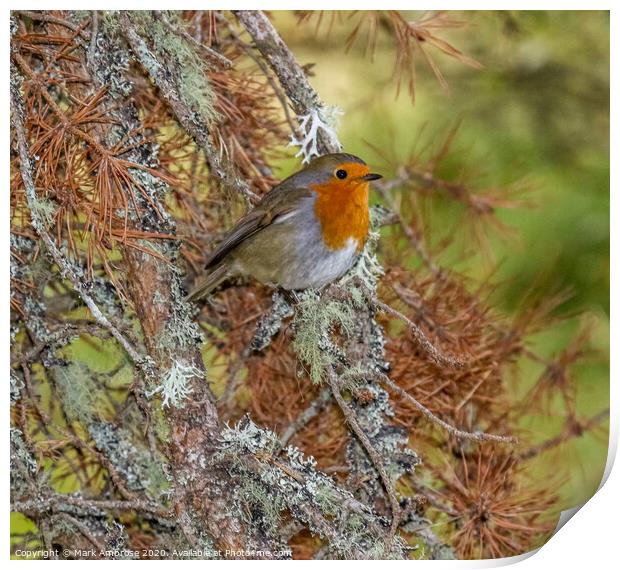 A small Robin sitting on a branch Print by Mark Ambrose